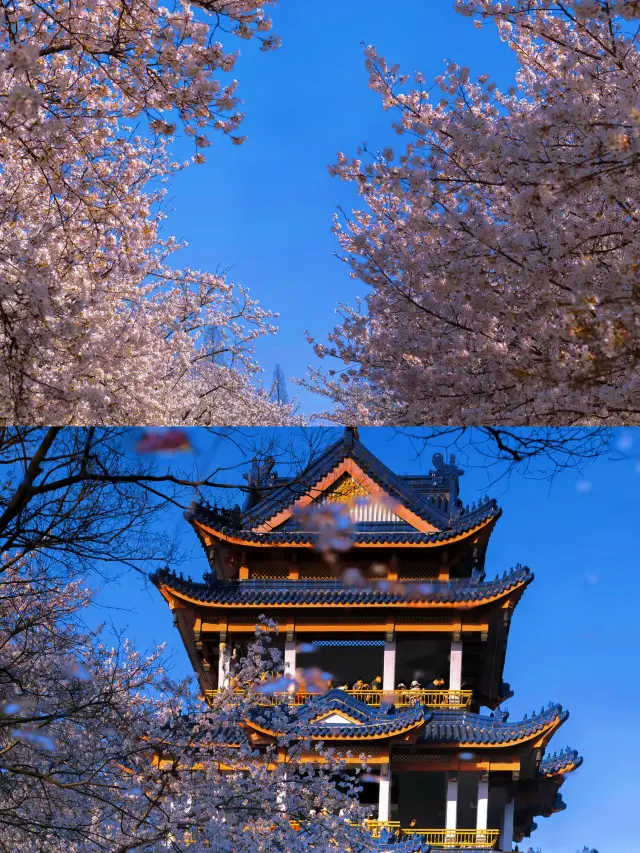 It's not that I can't afford to go to Kyoto, but the cherry blossoms here are more beautiful!!