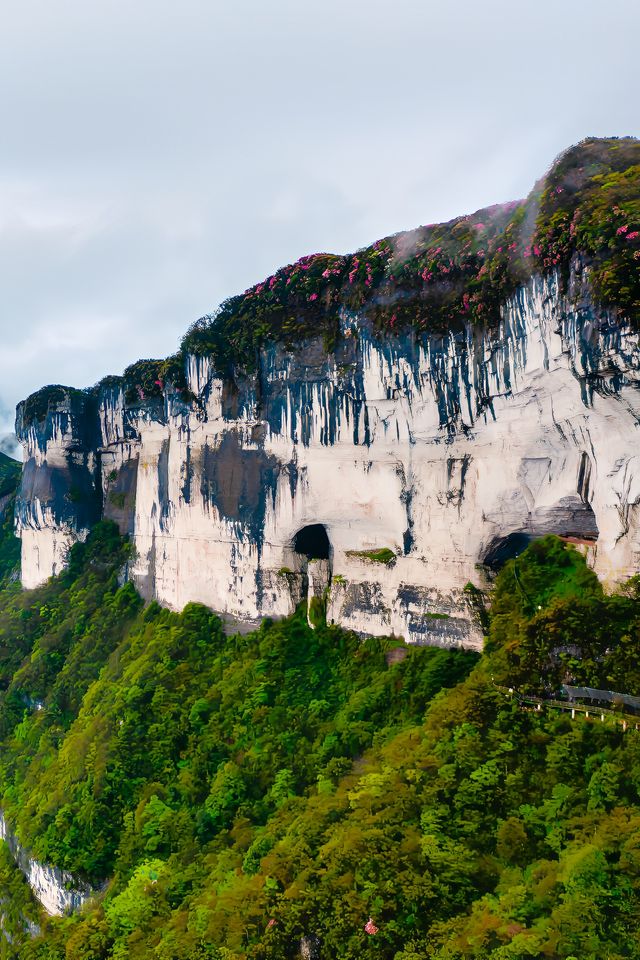 五一自駕金佛山｜賞杜鵑觀雲海