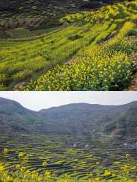 紹興覆卮山景區賞油菜花