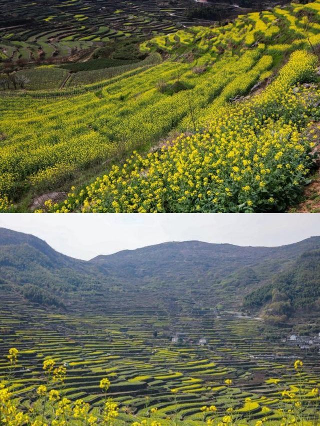 紹興覆卮山景區賞油菜花