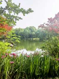 義烏植物園，草木欣然，鳶尾盛開