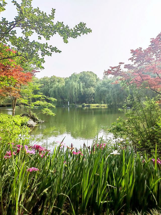 義烏植物園，草木欣然，鳶尾盛開