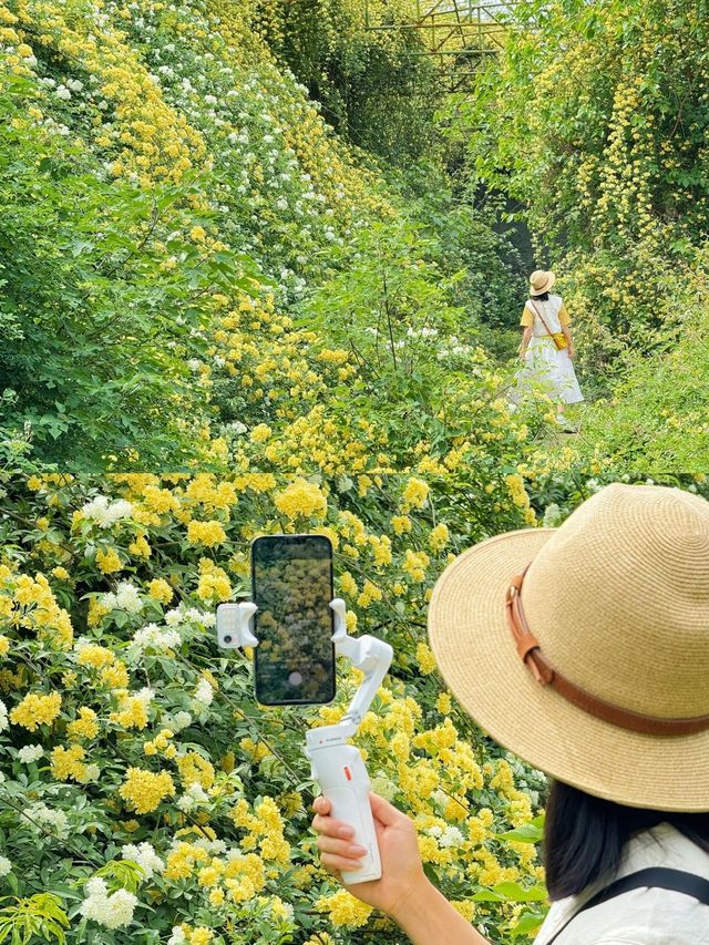 西安周邊！這裡仿若愛麗絲的秘境花園