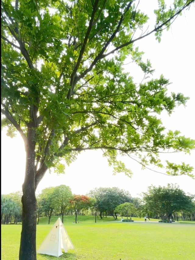 必去！不花錢！深圳公園天花板！