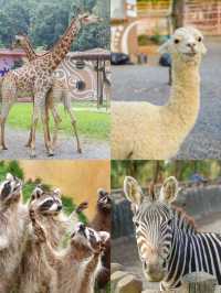 帶娃來武漢動物園熊貓啦