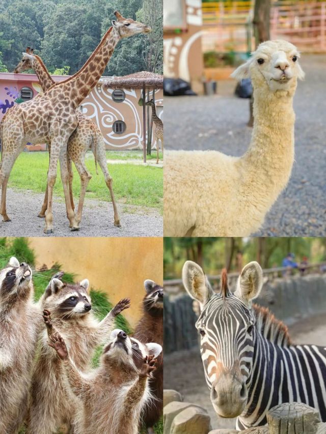 帶娃來武漢動物園熊貓啦