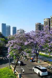 國華街上藍花楹