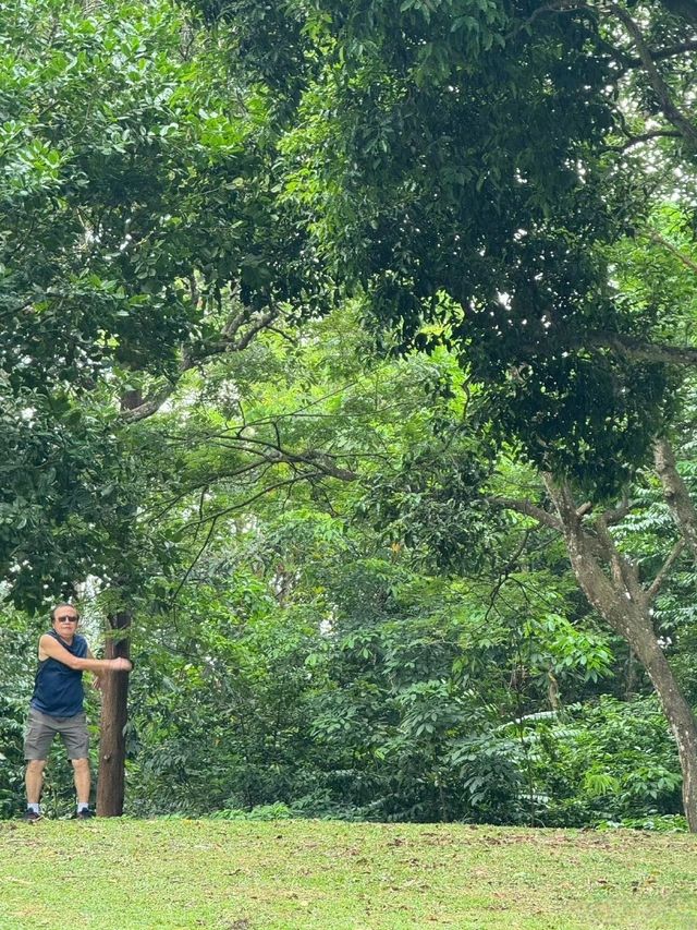新加坡必打卡景點，生態環境優越，野猴出沒不避人