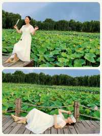 與夏同行，在固城湖無邊荷塘！！！