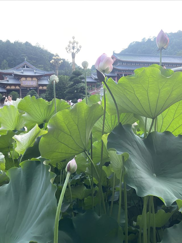 朋友圈問爆了，以為我出國了
