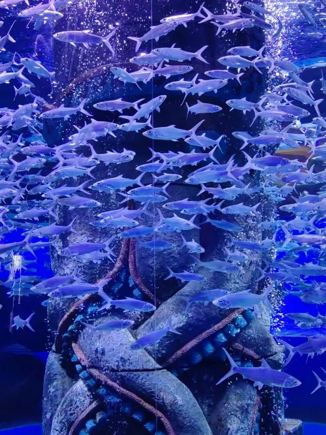 哈爾濱波塞冬海底世界丨打卡奇幻的海底王國