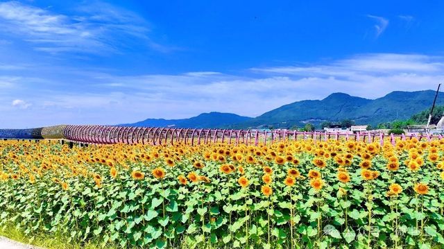 半城山水一座城，中江掛麵村。