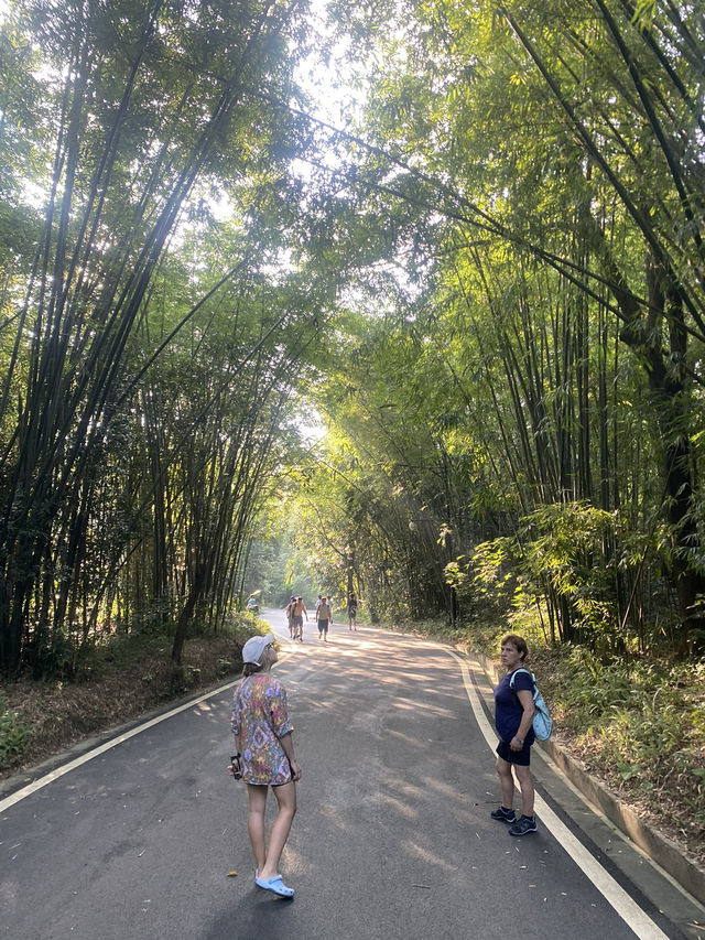 Baiyun Mountain always a great place 🎋🍃🌲🌾🪻