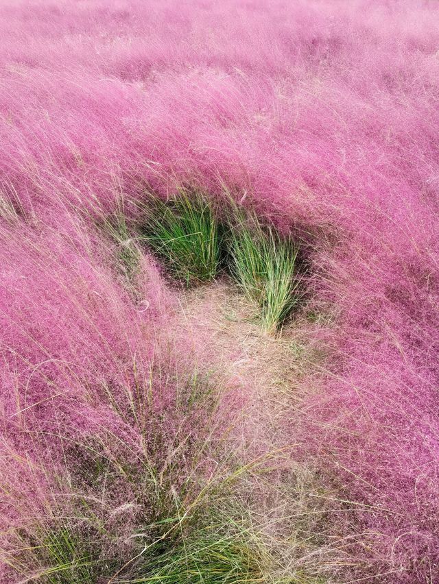 上海濱江公園：粉色浪漫花海等你來。