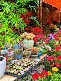 坪洲花市‖逛完花市來特產店買點。