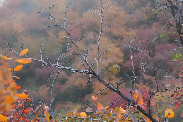坡峰嶺。 坡峰嶺。
