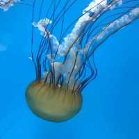 巴爾的摩國家水族館。