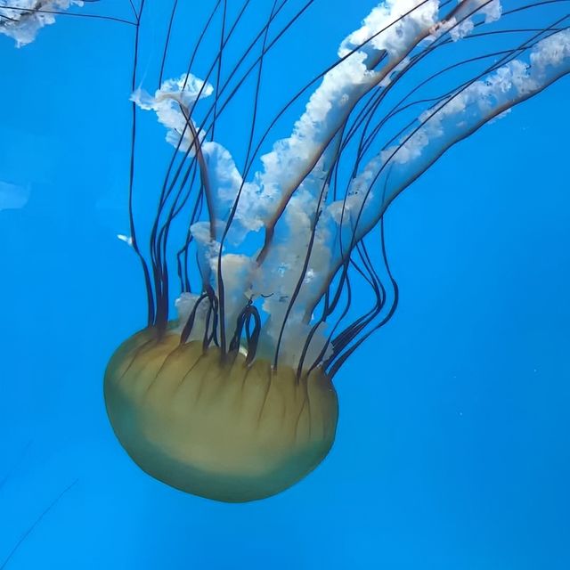 巴爾的摩國家水族館。