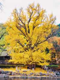 別擠廣化寺！香山公園這個機位也超美的！。