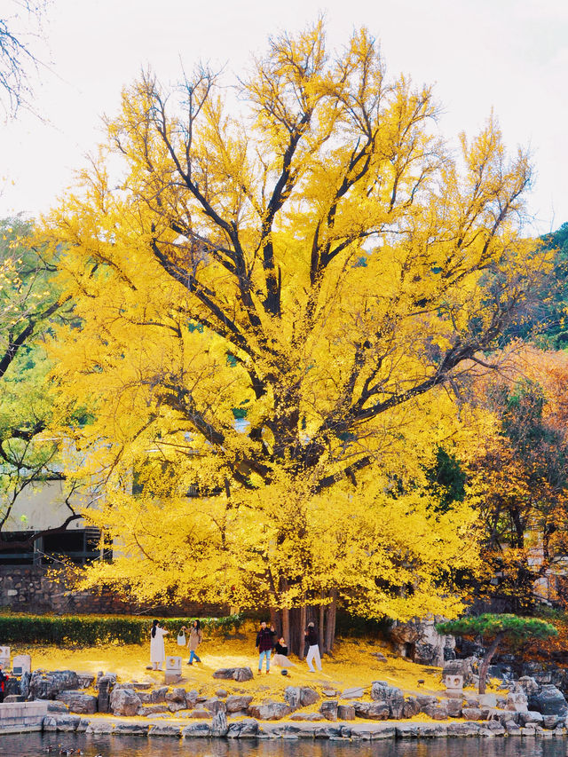 別擠廣化寺！香山公園這個機位也超美的！。