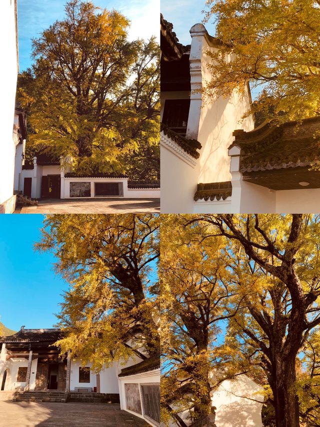 南嶽福嚴寺的銀杏樹又黃了。 南嶽福嚴寺的銀杏樹又黃了。