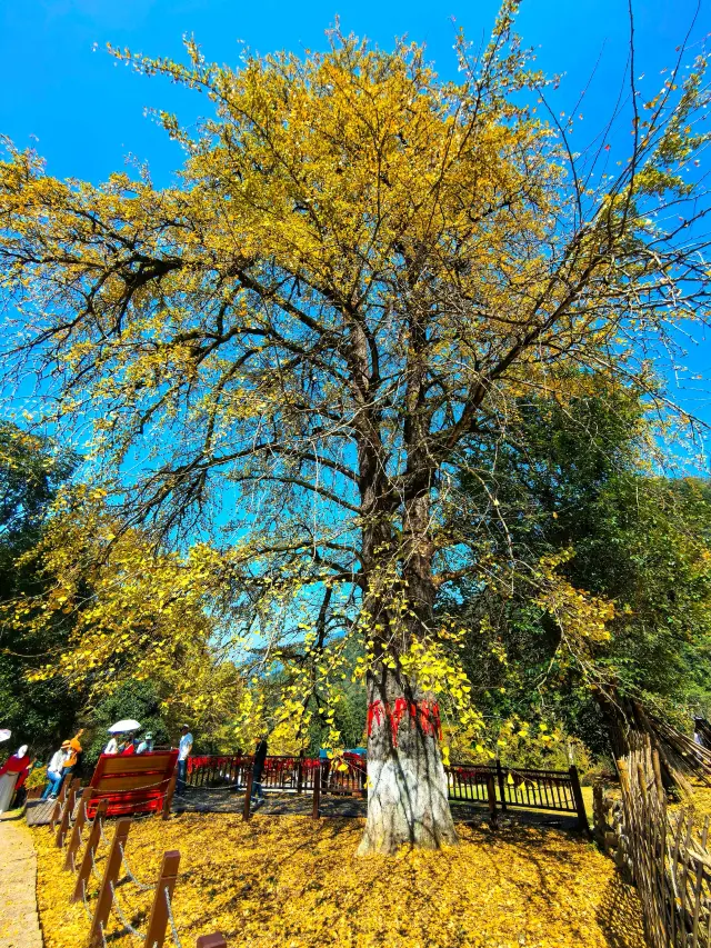 In late autumn, Tongzi'ao is covered in a golden hue. 