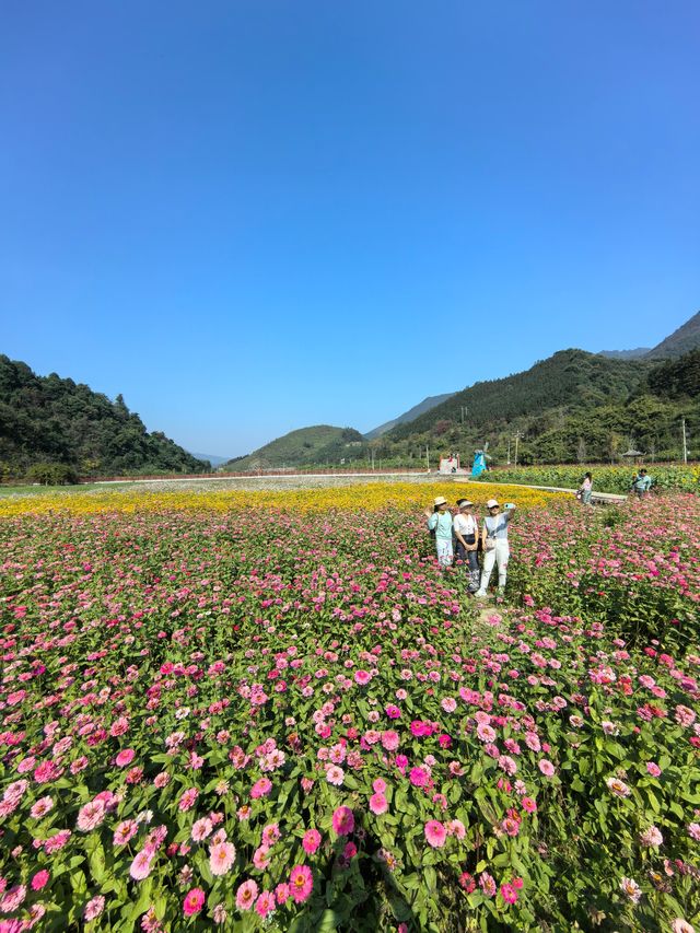 深秋走進桐子坳，滿山盡帶黃金甲。