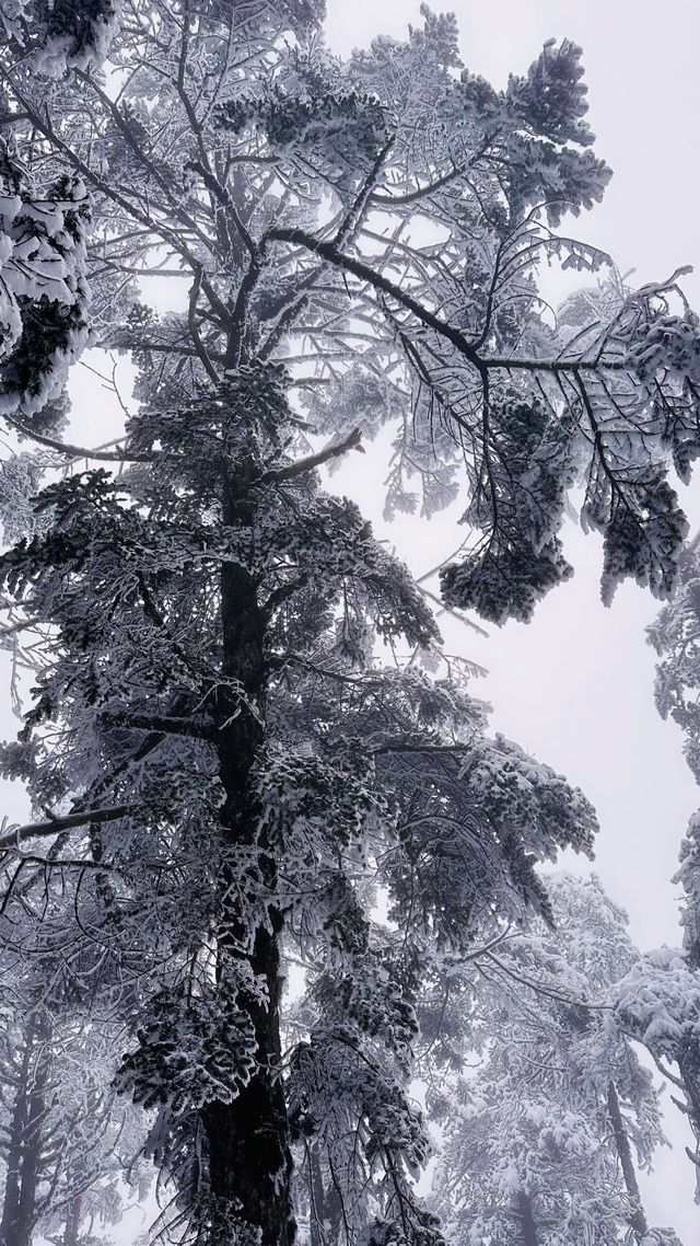 西嶺雪山實況——四川人的阿爾卑斯山。