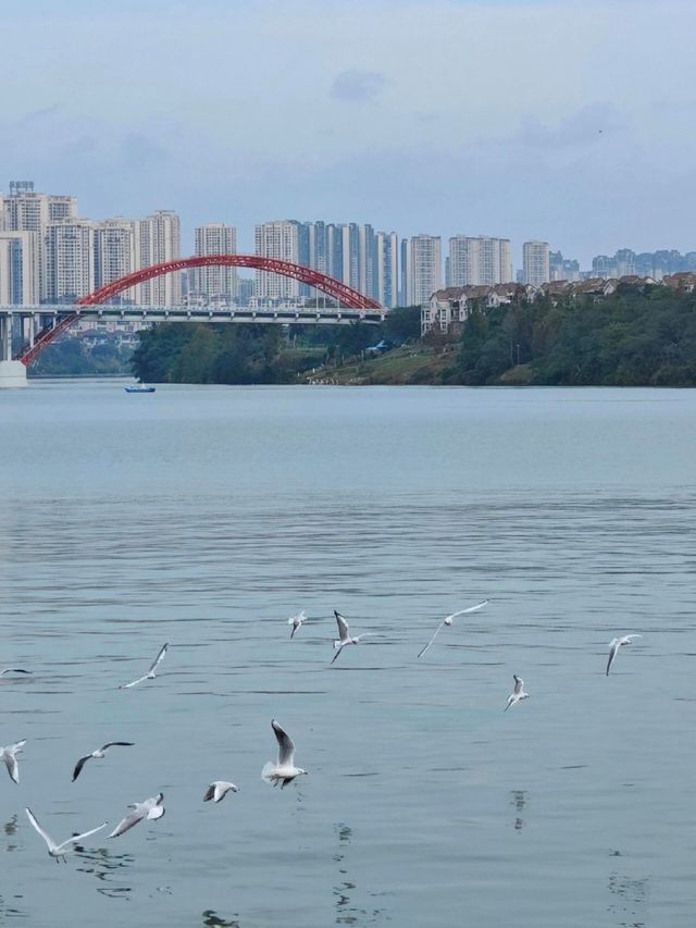 重慶也能看海鷗的寶藏濱海城市。