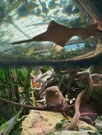 達拉斯水族館．連刷3次！逢人必誇
