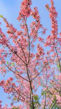 佛山石灣公園拍照打卡攻略！花開滿城