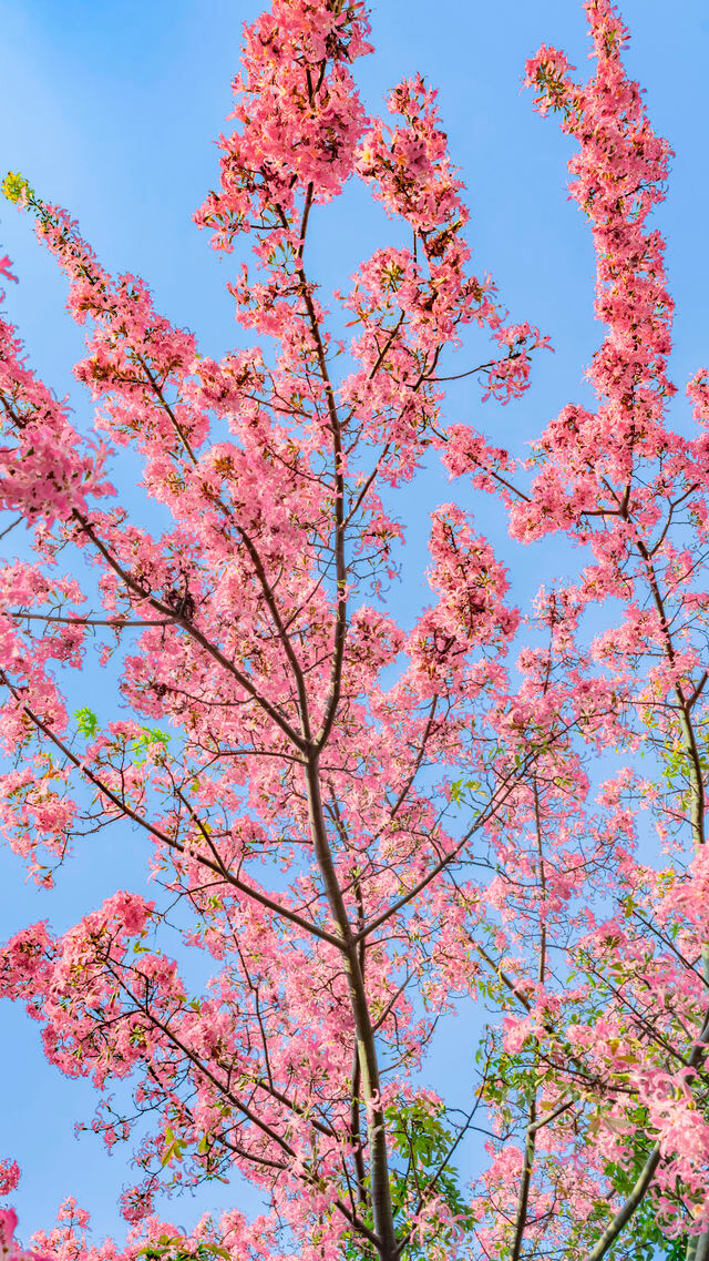 佛山石灣公園拍照打卡攻略！花開滿城