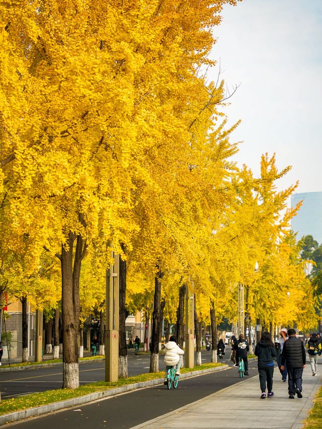 成都！四川大學望江校區的銀杏濃度已達10000%！