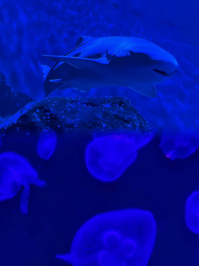 東方明珠下的海洋奇境：上海海洋水族館探秘