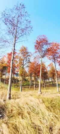 解鎖斜溪村紅樹林，感受自然的原始魅力