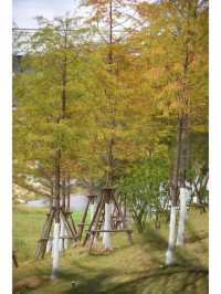東山水庫的落羽松終於紅啦，原圖直出