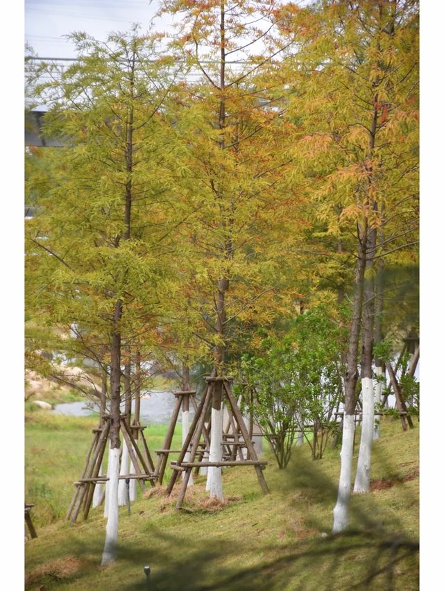 東山水庫的落羽松終於紅啦，原圖直出