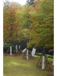 東山水庫的落羽松終於紅啦，原圖直出