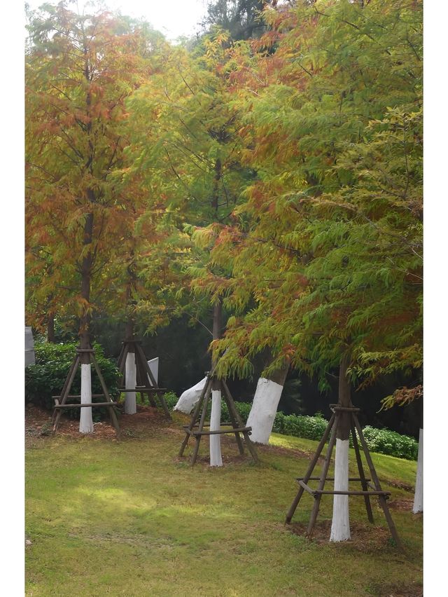 東山水庫的落羽松終於紅啦，原圖直出