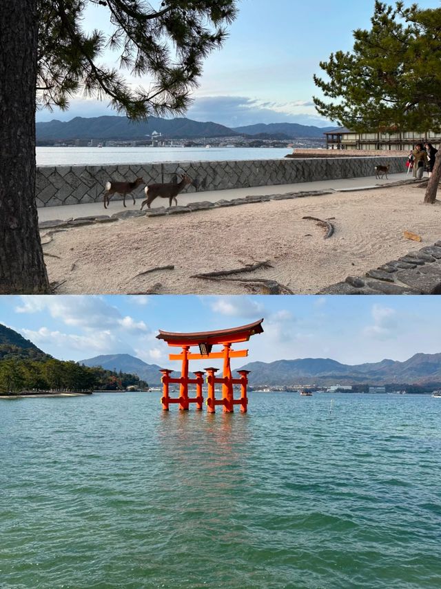 別總去東京大阪了，來一次廣島之戀吧