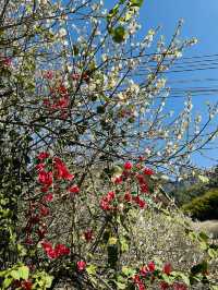 廣州從化雞枕山·白梅花海