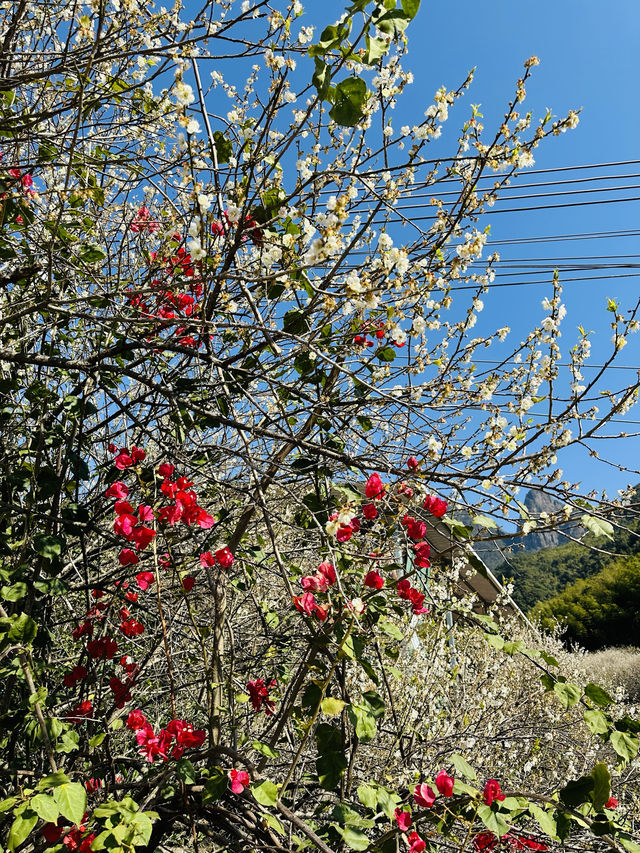 廣州從化雞枕山·白梅花海