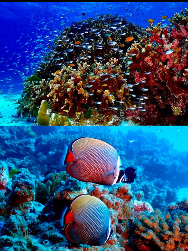 芽莊潛水｜一場視覺與心靈的游潛之旅