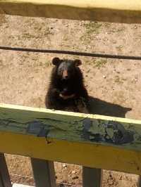 安徽大青山野生動物園 | 開啟超治癒的動物奇遇記