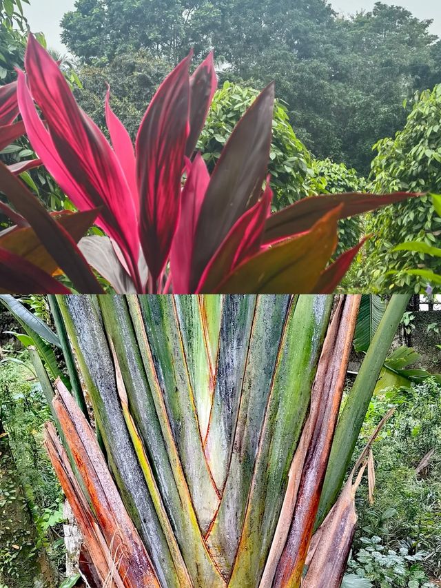 闖進海南熱帶植物園 | 一場超治癒的綠野仙蹤