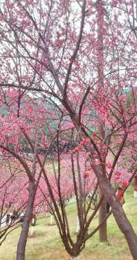重慶｜紅岩上紅梅開
