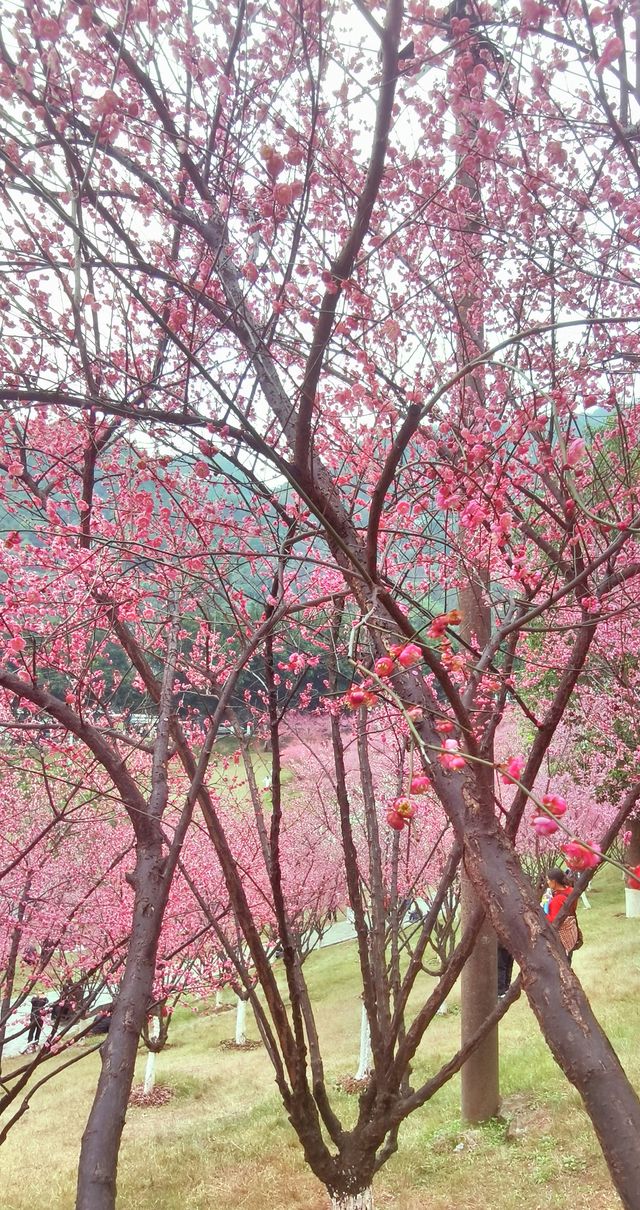重慶｜紅岩上紅梅開