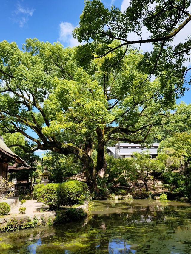 過年去日本玩6天 超全攻略來襲
