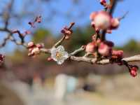 賞梅丨世紀公園
