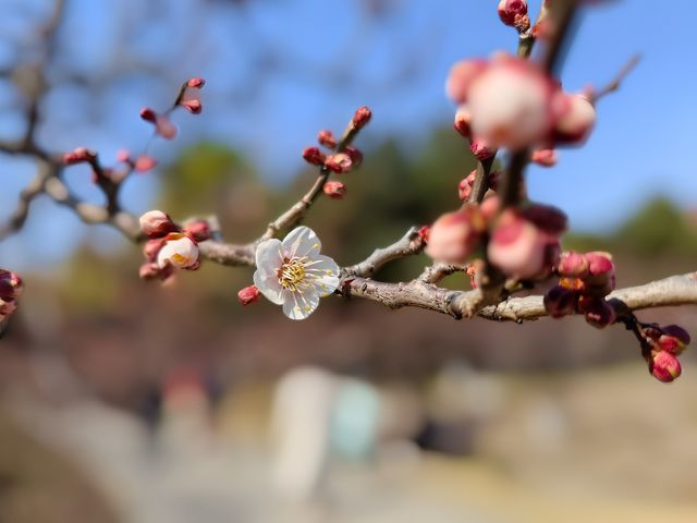 賞梅丨世紀公園